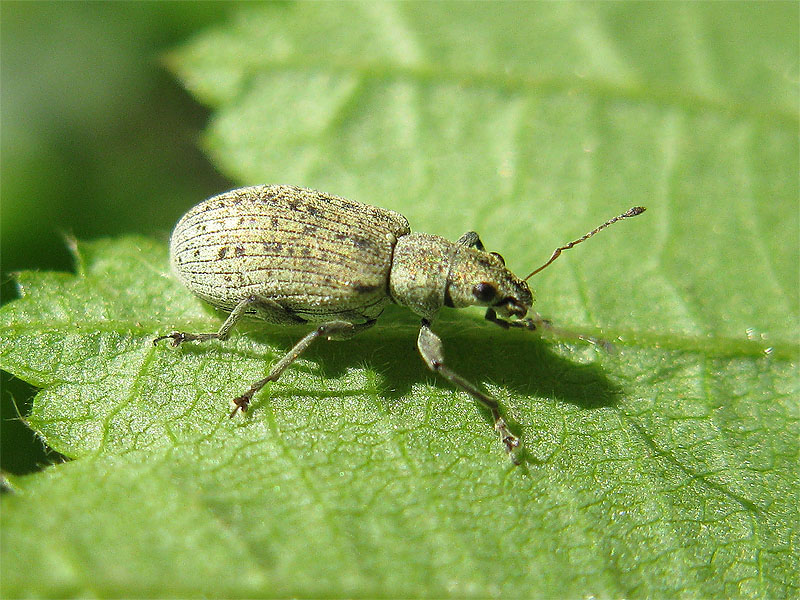 Curculionidae: Polydrusus cervinus